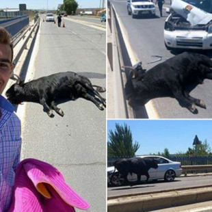 El torero Sergio Blasco se hace un selfie junto al toro que se escapó y mataron en Talavera de la Reina