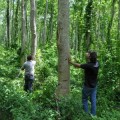 Ecuador logra un récord Guiness de reforestación