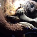 Esta tortuga volverá a tener una vida normal gracias a una mandíbula impresa en 3D