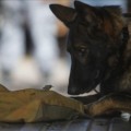 La Policía da en adopción a los perros policía jubilados