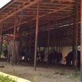 Liberan a 60 elefantes utilizados para paseos a turistas en Tailandia [ENG]
