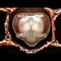 Cómo nace una abeja [Timelapse]