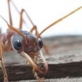 La visión en color de los hormigas puede aplicarse en robótica