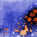 Hepatitis C: estimación de muertes por retrasos en la autorización de los nuevos tratamientos