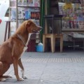 'El hombre y su perro': una conmovedora campaña para fomentar la donación de órganos