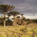 El cambio climático amenaza los bosques de araucaria