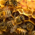 Los apicultores, en pie de guerra contra la inundación de miel china: "Nos están toreando"