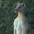 Canguro "exhibe" sus pectorales mientras merodea por una ciudad australiana. Vídeo (en inglés)