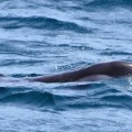 Llamamiento para salvar la vida de un delfín que recorre la Bahía de Algeciras con una argolla que le impide comer