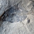 Colaborador de un museo creacionista que cree que la Tierra tiene 6000 años halla un fósil de 60 millones de años [EN]