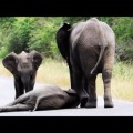 Bebé elefante es rescatado por su manada tras desplomarse en una carretera