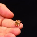 Un diminuto robot de origami que se pliega sólo, corre, nada, escala y se disuelve (ING)