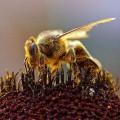 Un enjambre de 30.000 abejas obliga a cortar durante horas una calle de León
