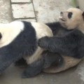 Osos panda baten record de sesión de sexo (en inglés)