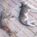 PACMA denuncia la mutilación y masacre de gatos en la ciudad de Salamanca