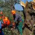 Científicos italianos acusados de ser responsables de la epidemia que está arrasando los olivos del sur del país (ENG)
