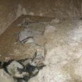Cuatro imputados tras hallar un 'cementerio' de perros ahorcados en una bodega de Santervás (Valladolid)