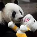 Ba Si, la osa panda con más edad del mundo cumple 35 años