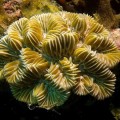 Arrecifes de coral se adaptan a la acidificación del océano