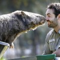 Conoce a Patrick, el mayor Wombat en edad y tamaño del mundo