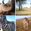 Más de un millón de fotos 'robadas' en el Serengueti