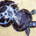 La triste historia de Cacahuete, la tortuga deformada por la basura