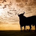 Hemos pensado en 9 bichos que podrían ser el animal nacional de España y ninguno es el toro