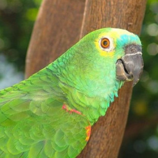 Tribunal en la India prohíbe enjaular las aves y reconoce sus derechos "a ser libres y volar"