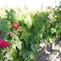 ¿Por qué hay rosales en los viñedos?