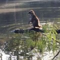 Un hombre de Florida toma una foto de un mapache a lomos de un caimán nadando en una laguna (en inglés)