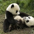 Osos panda encuentran nuevo hogar en China