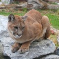 El "Puma Oriental" norteamericano será reconocido oficialmente como extinguido [ENG]