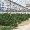 Las plantaciones de marihuana se disparan porque son baratas, rentables y tienen demanda