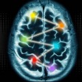 Procesamiento de información menos compartimentado de lo creído en la corteza cerebral