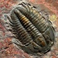 Localizado en un pueblo de Salamanca el fósil de trilobite más antiguo del mundo