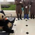Oso panda esperando turno mientras come una zanahoria