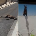 Un galgo al que habían encerrado al sol en una azotea en Sevilla se lanza al vacío