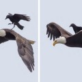 Fotografías de un cuervo posándose sobre un águila en pleno vuelo