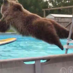 Ver a este oso jugar en la piscina es como ver a un niño… ¡se lo pasa en grande!