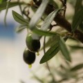 Una mujer que cultivaba un olivar para consumo de su familia podrá seguir cobrando el paro