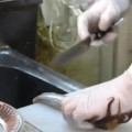 Preparación de sashimi con un calamar vivo