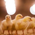 Alemania dejará de triturar pollitos bebé para 2017