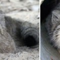 Estas fotos demuestran que los gatos manul tienen las mejores expresiones faciales del mundo