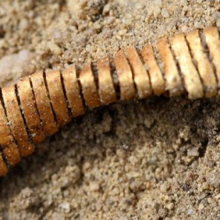 Hallan 2.000 espirales de oro creadas hace más de 2.700 años