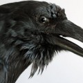 10 fascinantes curiosidades sobre los cuervos