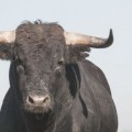 La nueva política choca con los toros