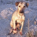 Buscan cepos en Abanilla tras encontrar a una perra con las patas semiamputadas