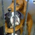 Esta foto del abrazo de dos perros antes de ser sacrificados les salvó al vida