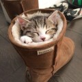 10 Absolutely Adorable Sleeping Kitten Pictures