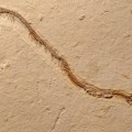 Descubren el fósil de una serpiente con 4 patas